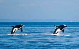 orcas breaching