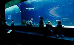 vancouver-aquarium