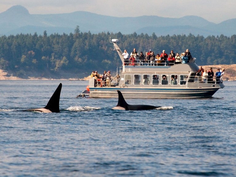 Whale Watching Tours in San Juan Islands: Experience the Thrill