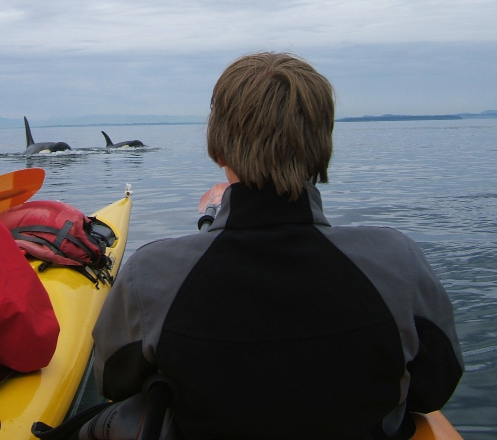 Whale Watching Tours in San Juan Islands: Experience the Thrill